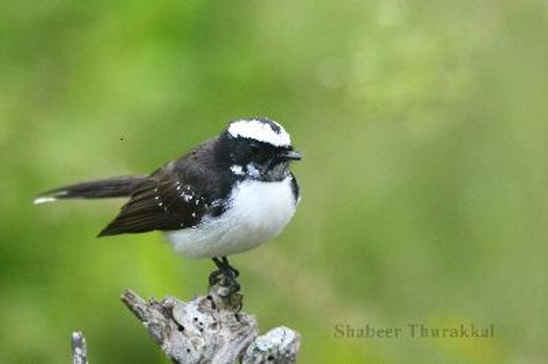 White browed Fantail