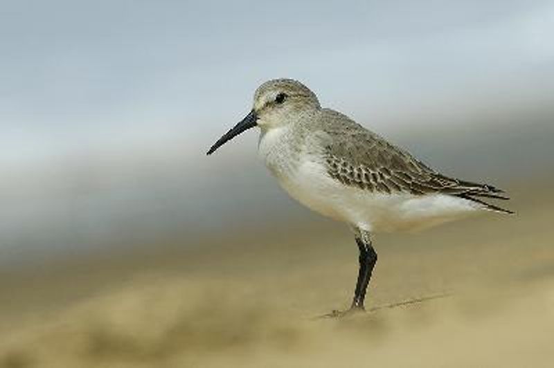 Dunlin