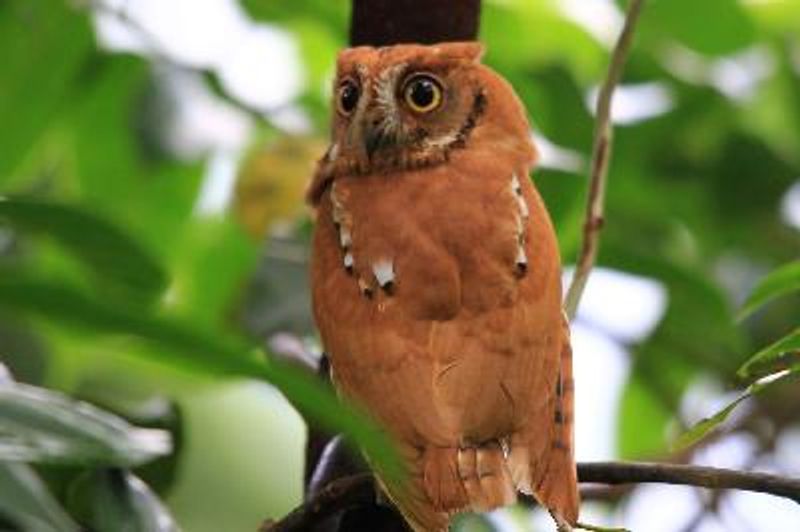 Oriental Scops Owl