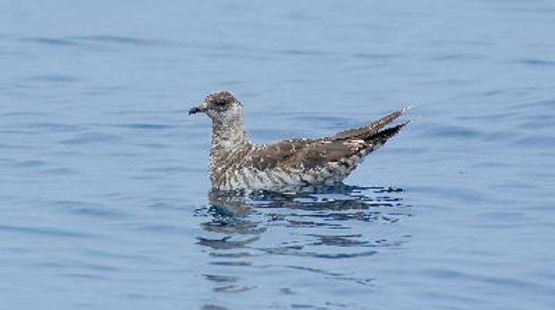 Arctic Skua