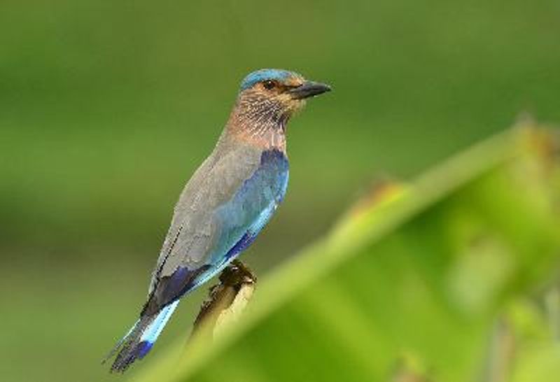 Indian Roller