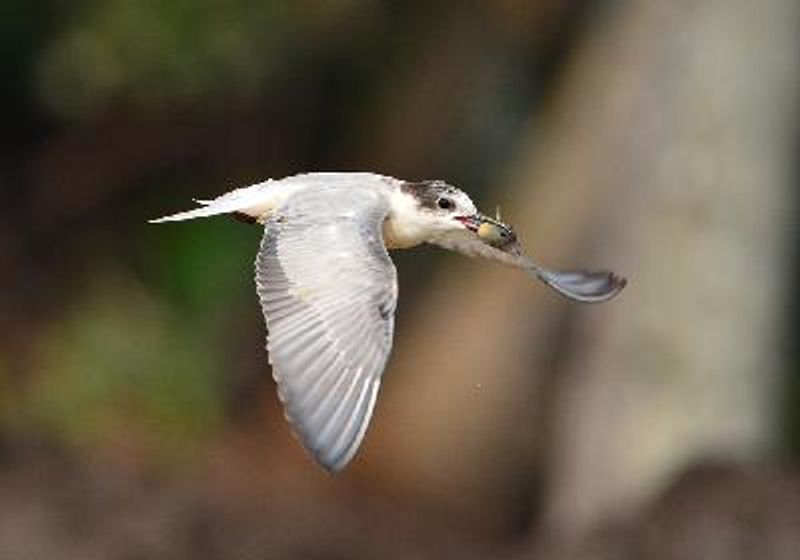 Whiskered Tern