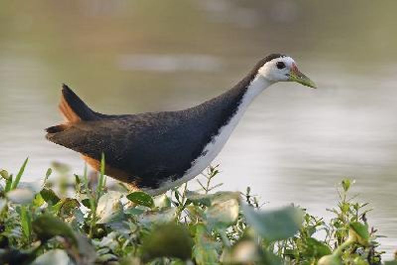 White breasted Waterhen