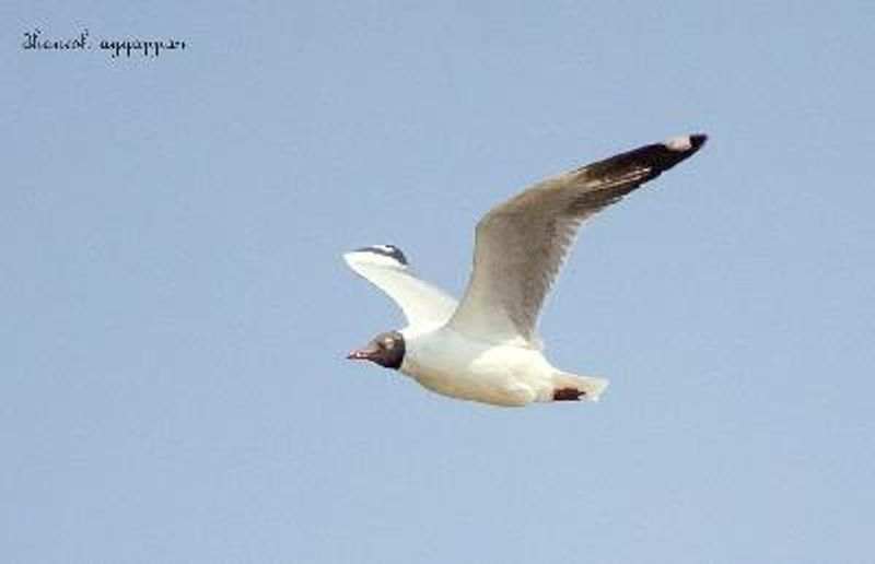 Brown headed Gull