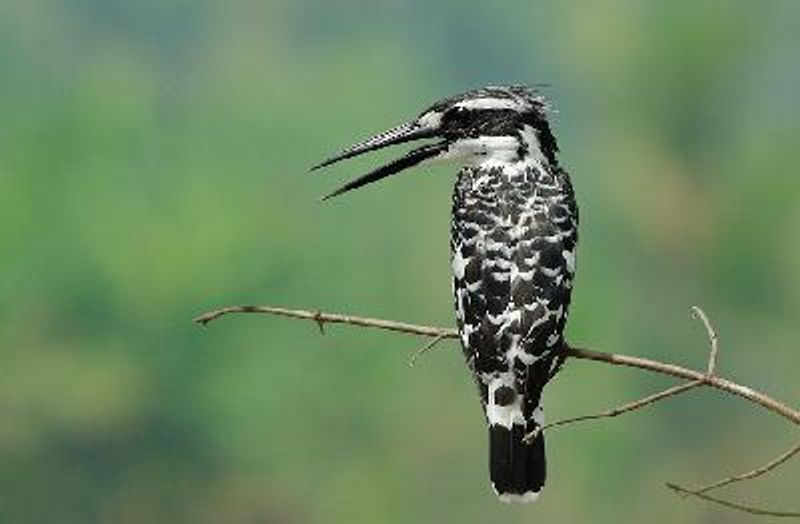 Pied Kingfisher