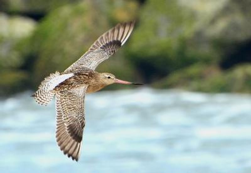 Bar tailed Godwit