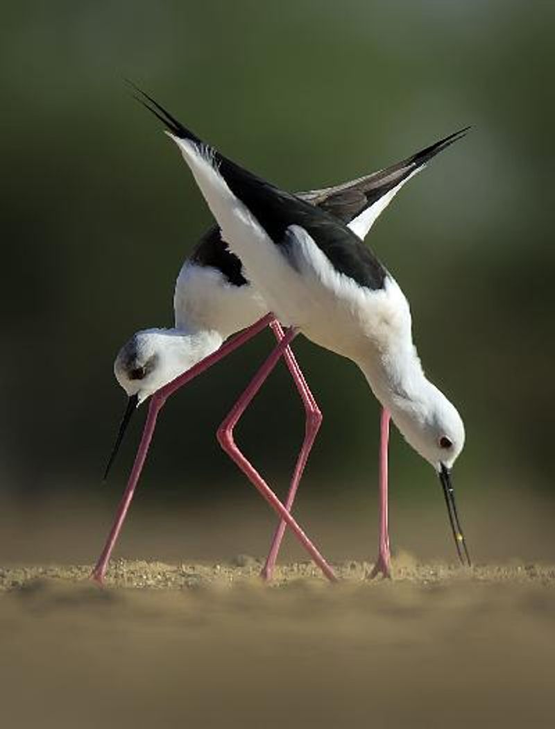 Black winged Stilt