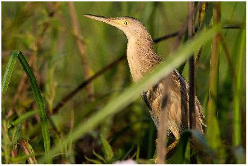 Yellow Bittern