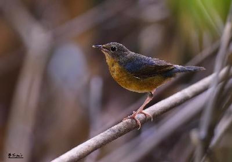 Indian Robin