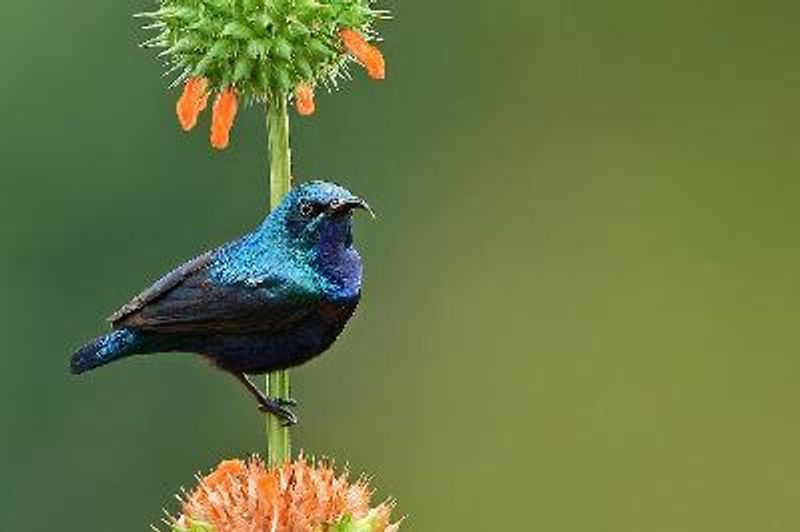 Purple Sunbird