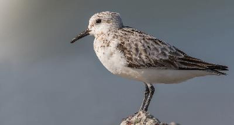 Sanderling