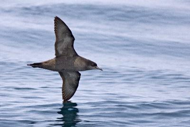 Short tailed Shearwater