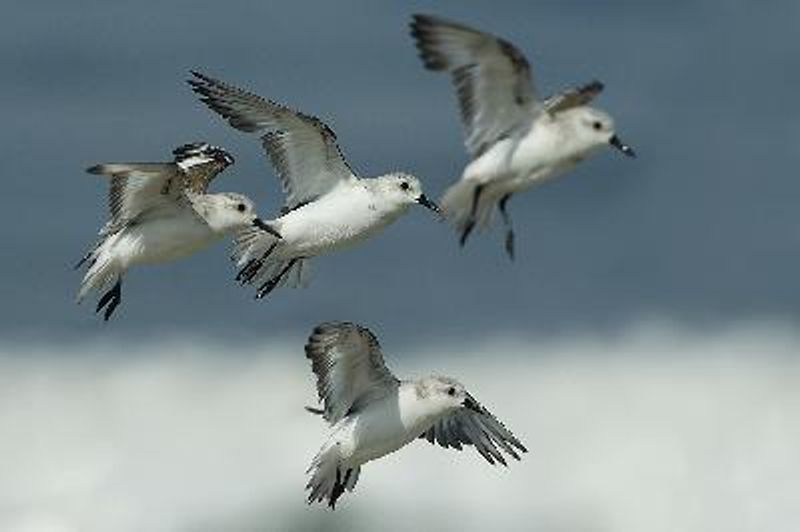 Sanderling