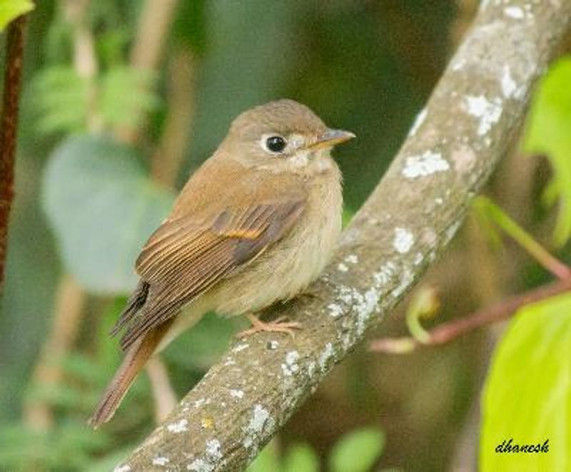 Brown breasted Flycatcher