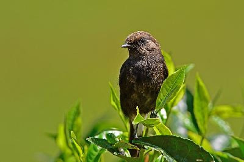 Pied BushChat