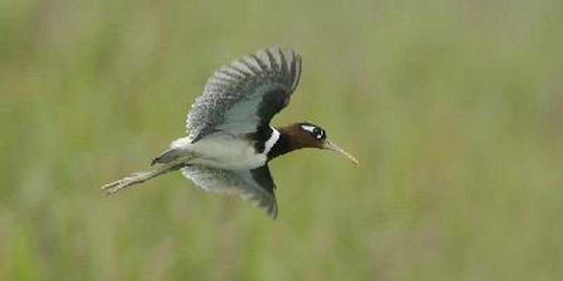 Greater Painted snipe