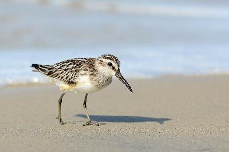 Broad billed Sandpiper