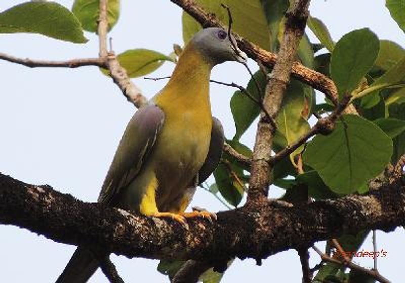 Yellow footed Green Pigeon