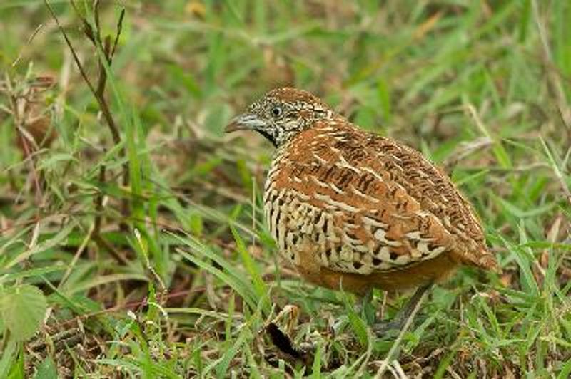 Barred Buttonquail