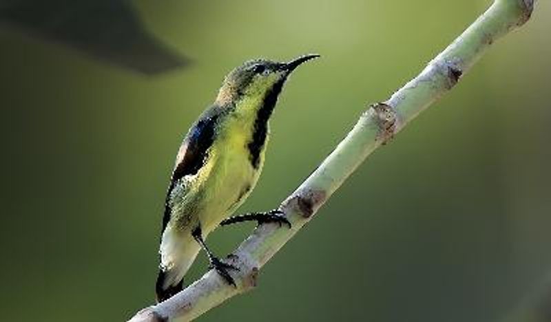 Purple Sunbird