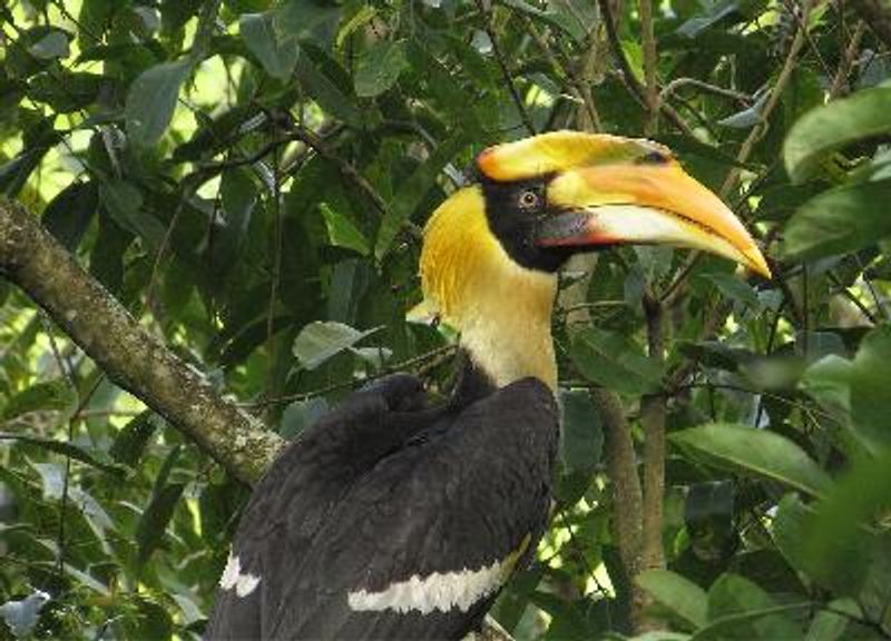 Great Hornbill