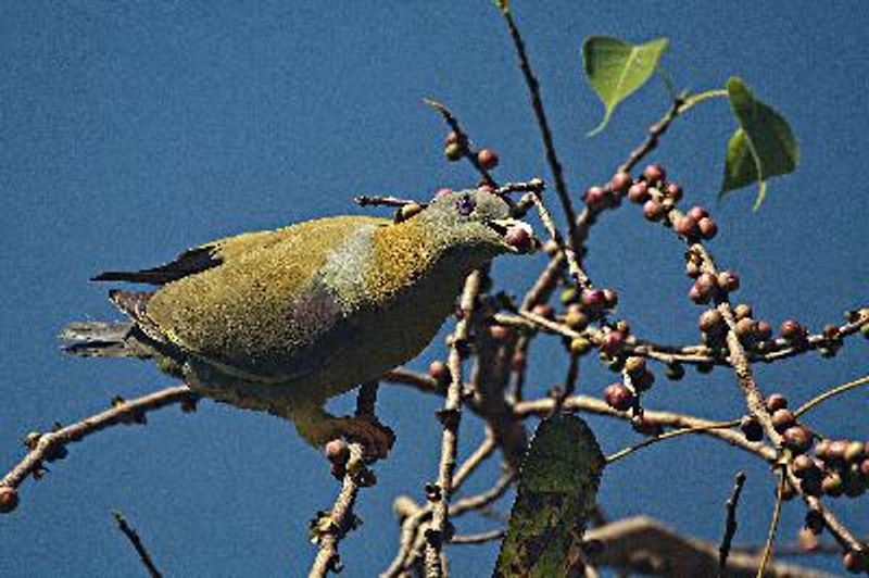 Yellow footed Green Pigeon