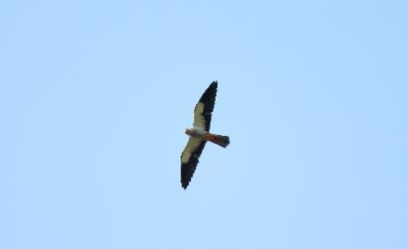 Amur Falcon