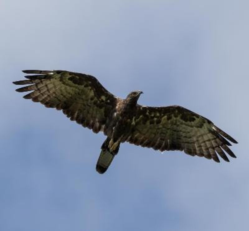 Oriental Honey buzzard