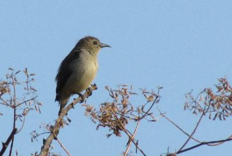 Nilgiri Flowerpecker