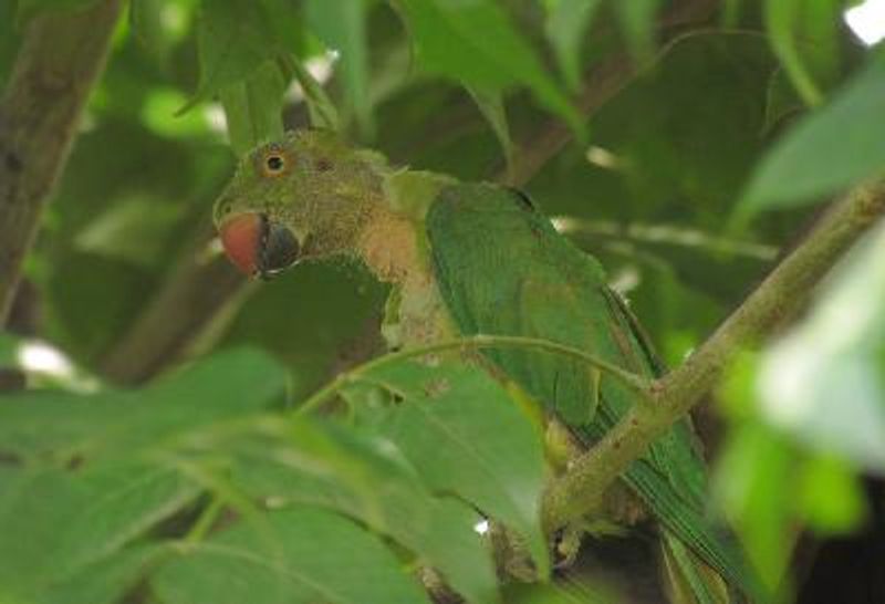 Rose ringed Parakeet