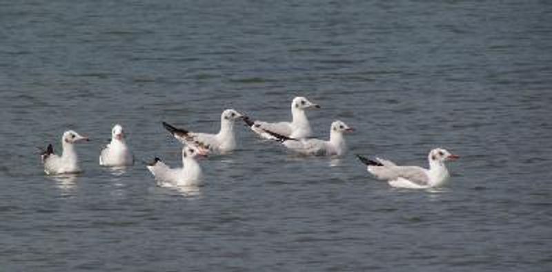 Black headed Gull