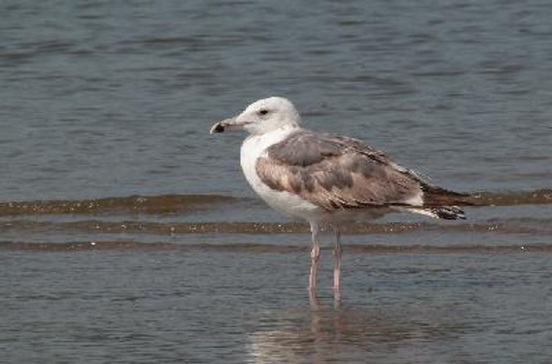 Lesser Black backed Gull