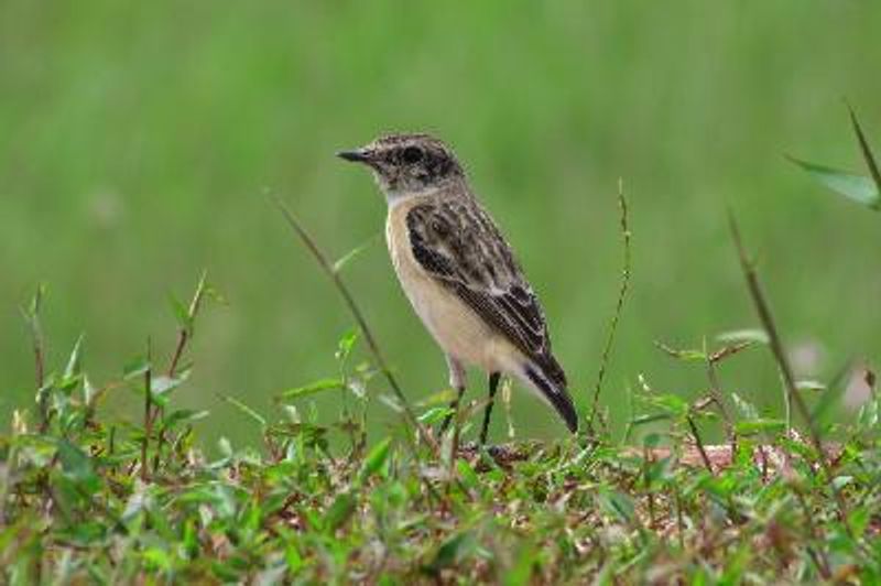 Siberian Stonechat