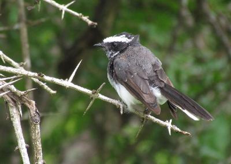 White browed Fantail