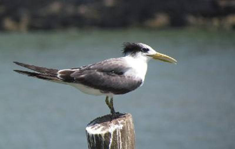 Greater Crested Tern