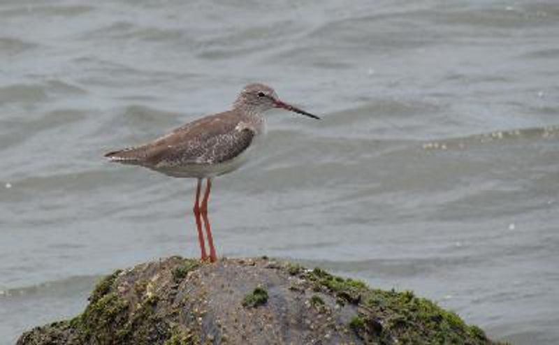 Common Redshank