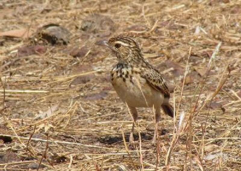 Jerdon's BushLark