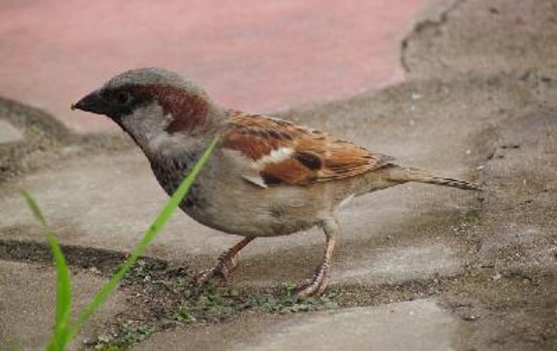 House Sparrow