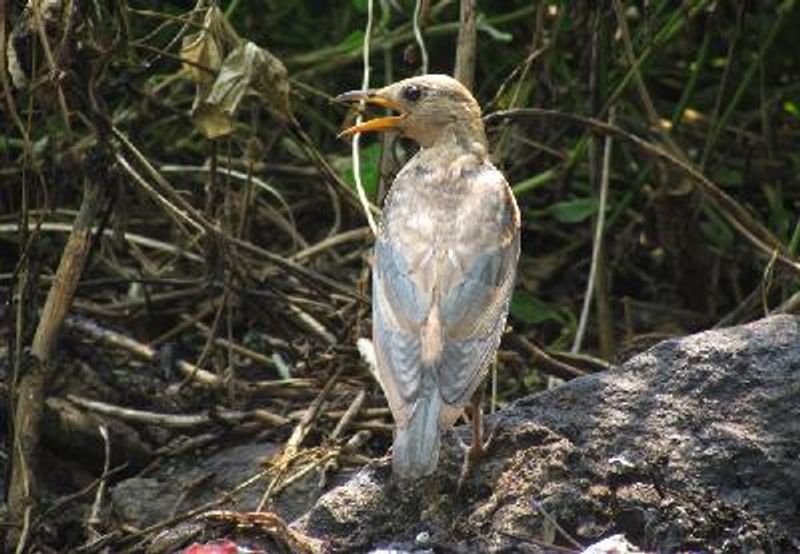 Rosy Starling