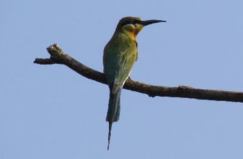 Blue tailed Bee eater