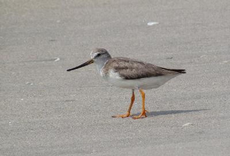 Terek Sandpiper