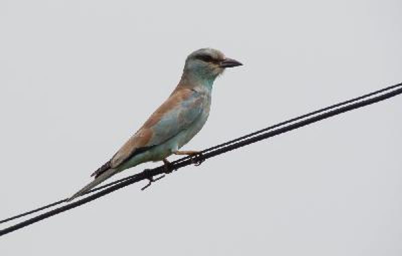 European Roller