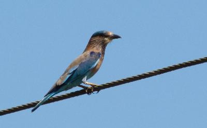 Indian Roller