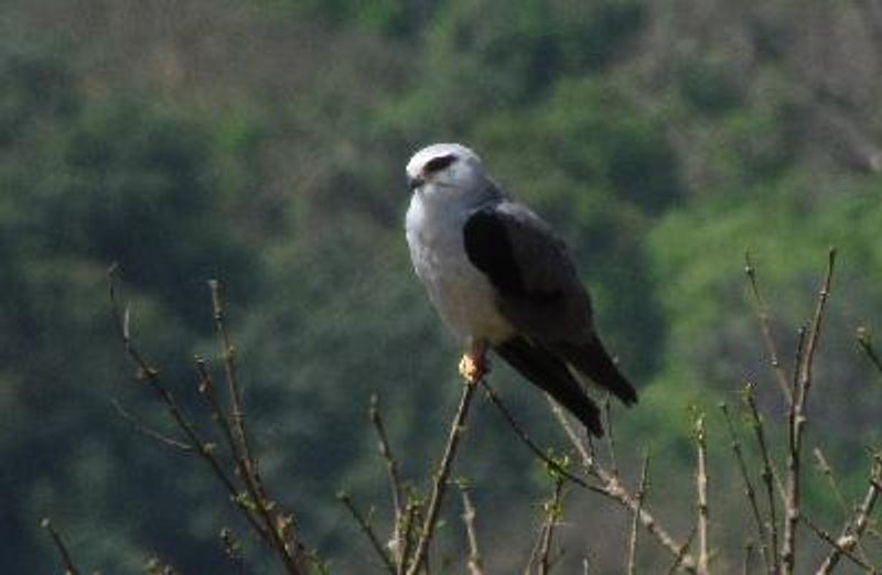 Black winged Kite