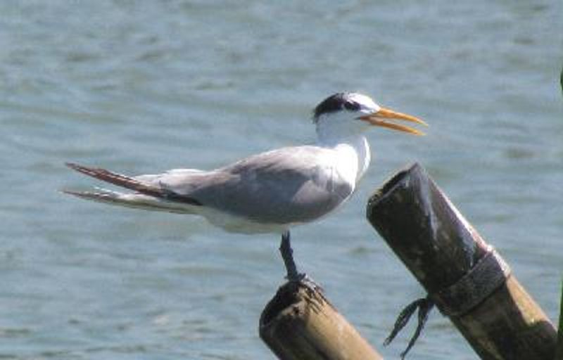 Lesser Crested Tern