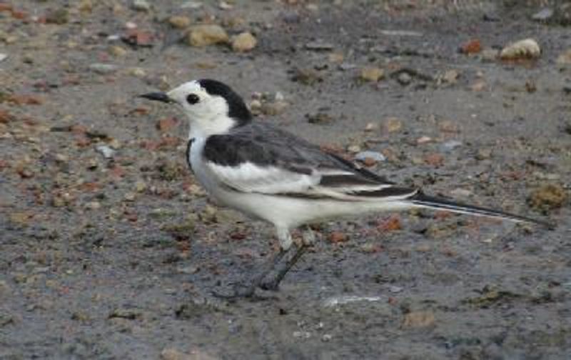 White Wagtail