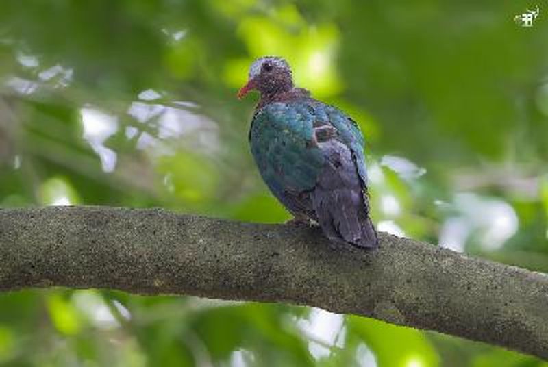 Emerald Dove