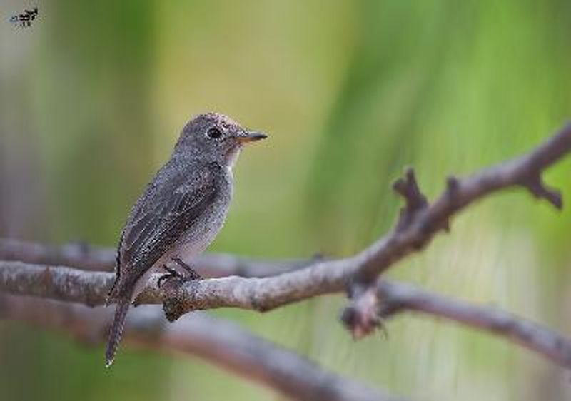 Asian Brown Flycatcher