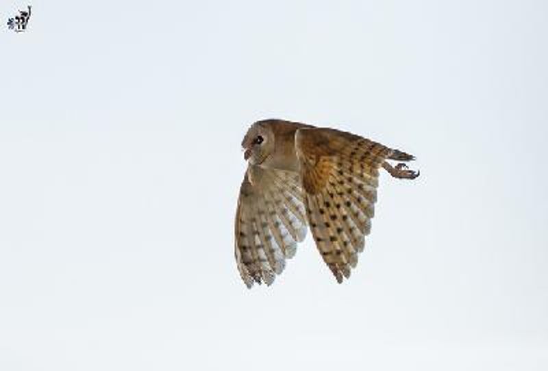 Common Barn Owl