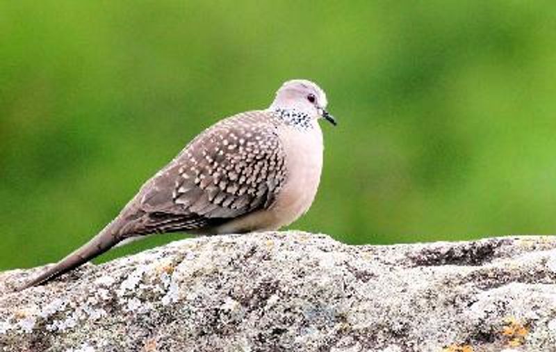 Spotted Dove